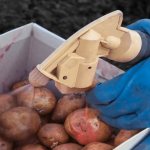 Treating potatoes before planting
