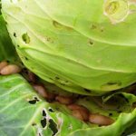 Proven ways to get rid of slugs on cabbage