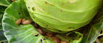 Proven ways to get rid of slugs on cabbage