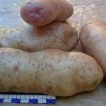 &#39;The legendary American potato variety, time-tested and adored by farmers&#39; width=&quot;800