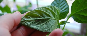 Pimples on pepper leaves