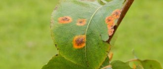 Spots on pear leaves