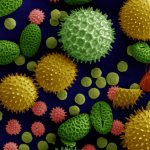 Pollen grains under a microscope