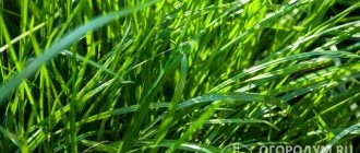 Wheatgrass (pictured) on the one hand is a difficult to eradicate weed, and on the other hand it is a valuable fodder and medicinal plant