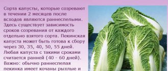 Early maturing varieties of Chinese cabbage