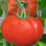 &#39;An early ripening hybrid for the southern regions of the country - tomato &quot;Polonaise f1&quot;