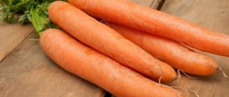 Раннеспелый гибрид моркови со сладким вкусом Нандрин f1