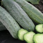 &#39;Early ripe cucumber hybrid &quot;Hector&quot;