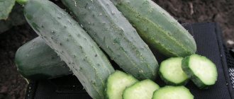 &#39;Early ripe cucumber hybrid &quot;Hector&quot;
