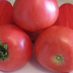 &#39;Early ripening hybrid variety from Siberian breeders - tomato &quot;Ob Domes&quot;