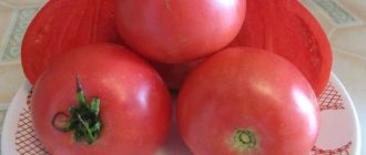 &#39;Early ripening hybrid variety from Siberian breeders - tomato &quot;Ob Domes&quot;