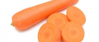 Раннеспелый, холодоустойчивый гибрид моркови Дордонь
