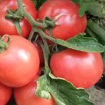 &#39;Early ripening, low-growing, pink tomato variety &quot;Pink Bush f1&quot;&#39; width=&quot;800