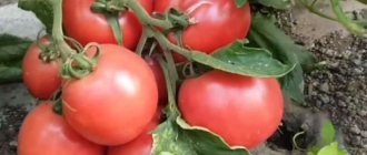 &#39;Early ripening, low-growing, pink tomato variety &quot;Pink Bush f1&quot;&#39; width=&quot;800