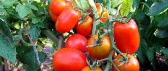 &#39;An early ripening variety, ideal for cool climates - the Buyan tomato