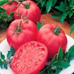 early ripe tomato