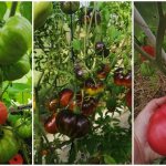 early varieties of tomatoes