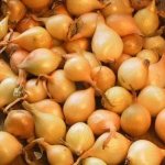 &#39;Early high-yielding onion hybrid &quot;Cupido&quot;