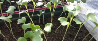 Cabbage seedlings