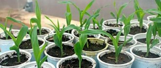 corn seedlings in cups