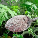 tomato seedlings - feeding with ash