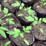 tomato seedlings-9