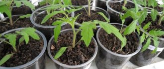 Seedlings in plastic cups