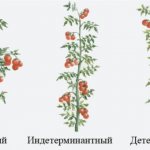 различия индетерминантных и детерминантных томатов
