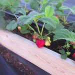 strawberry propagation