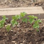 Propagation of currants by cuttings - rules and recommendations