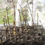 propagation of cherries by cuttings