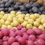 colorful varieties of potatoes