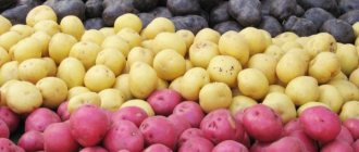 colorful varieties of potatoes