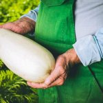 Varieties of white zucchini and rules for growing them