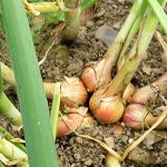 &#39;Varieties of onion varieties&#39; Family