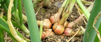 &#39;Varieties of onion varieties&#39; Family