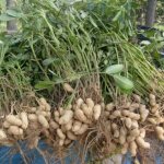 Recommendations for gardeners on how to grow a good peanut crop