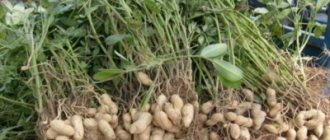 Recommendations for gardeners on how to grow a good peanut crop
