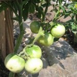 'Рекомендации по уходу за томатом "Вспышка": что может повлиять на урожайность' width="800