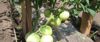 &#39;Recommendations for caring for the &quot;Flash&quot; tomato: what can affect the yield&#39; width=&quot;800
