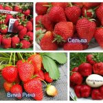 Remontant strawberries: preparation for winter, crop care