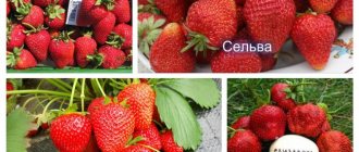 Remontant strawberries: preparation for winter, crop care