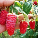 Remontant varieties of raspberries