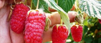 Remontant varieties of raspberries