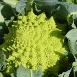 Romanesco - a beautiful variety of cauliflower