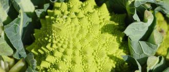 Romanesco - a beautiful variety of cauliflower