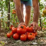 Russian summer residents, who have been growing this variety of tomatoes for many years, speak very positively about it