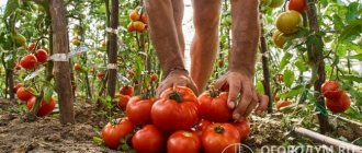 Russian summer residents, who have been growing this variety of tomatoes for many years, speak very positively about it