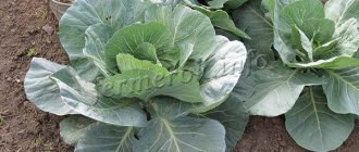 The rosette of leaves is large, voluminous, up to 90 cm in diameter, which is important to consider when planting