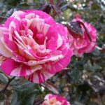 Roses delight flower lovers with their beauty for a couple of months